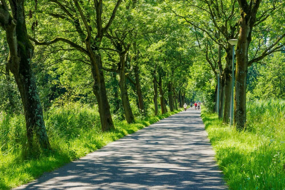 A tree-lined pathway with people walking in the distance.