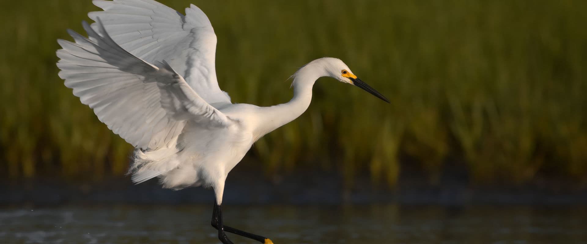 A snowy egret gracefully spreads its wings while standing in shallow water.