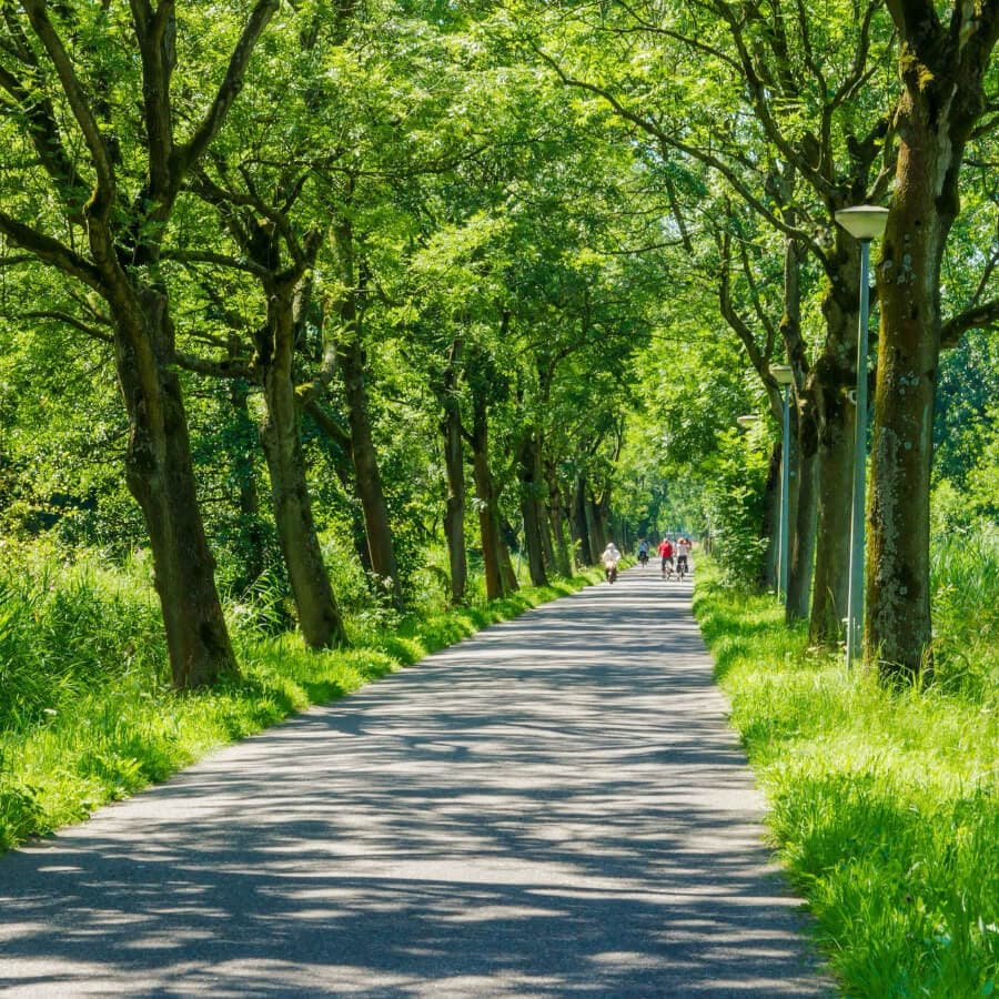 A tree-lined path with people walking in the distance under bright sunlight.