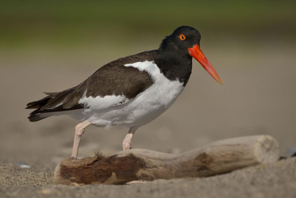 A black and white bird with an orange beak standing on a sandy beach near a log.